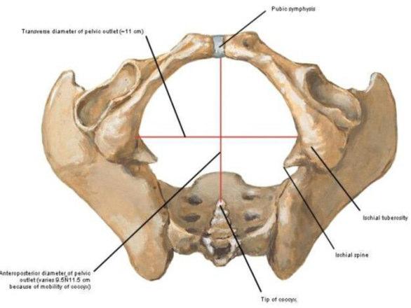tuberosità ischiatica antero-lateralmente, dal piccolo forame