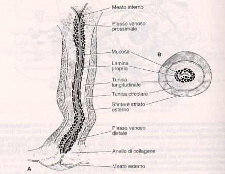 URETRA FEMMINILE La mucosa uretrale è composta da epitelio colonnare pseudostratificato, con una parte di epitelio transizionale nella porzione vicina alla vescica ed epitelio squamoso