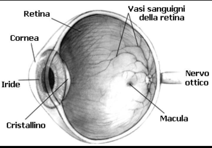 L OCCHIO L'occhio umano raccoglie la luce e ne regola l'intensità attraverso la pupilla.