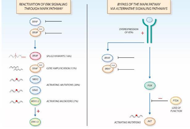 BRAF mutations and TKIs: Non-V600 and