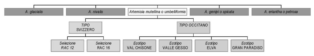 Nei decenni successivi cominciarono a diffondersi gli opifici di trasformazione dell erba in liquore, utilizzando i metodi tradizionali di infusione, conosciuti ed applicati da tempo immemorabile