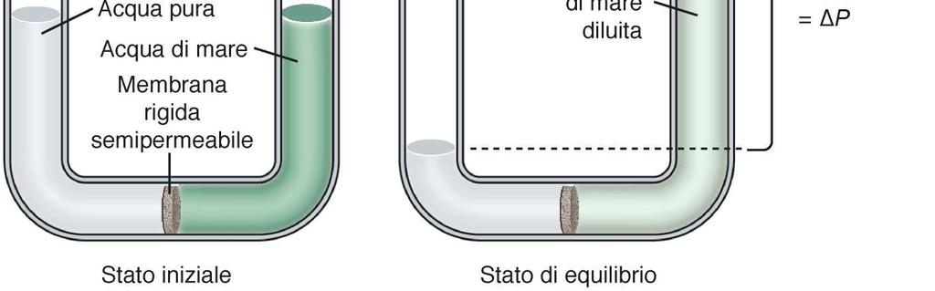 Pressione osmotica Passaggio dell acqua attraverso una membrana semipermeabile (permeabile all acqua) che separa acqua pura da acqua di mare.