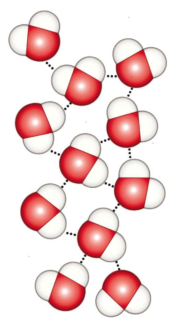 Legame idrogeno Acqua liquida: ogni atomo di ossigeno può formare due legami idrogeno perché ha due coppie di elettroni solitarie.