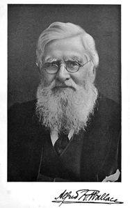 Alfred Russel Wallace: On the