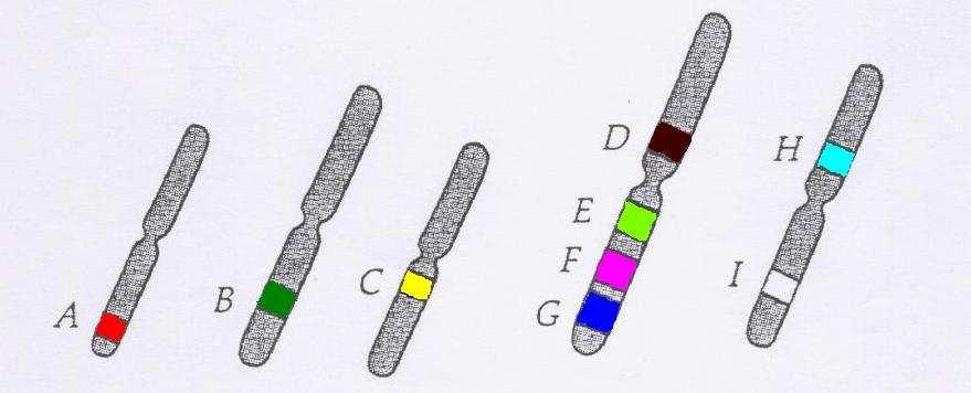 GRUPPI DI CONCATENAZIONE Geni localizzati sullo stesso cromosoma appartengono allo stesso gruppo di concatenazione.