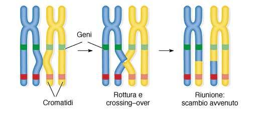 Durante la meiosi se avviene il crossing-over si ha uno scambio fisico reciproco di parti tra i due cromosomi omologhi (tra cromatidi non fratelli) con la formazione di nuove