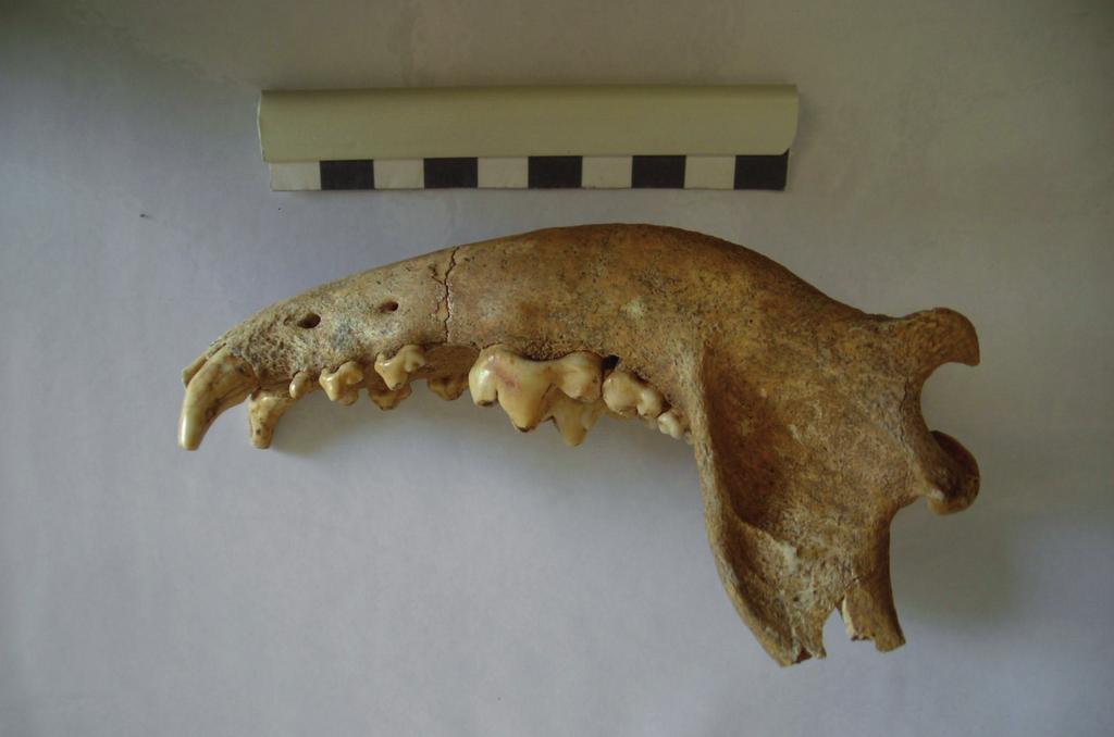 Fig. 3. Primo scheletro di cane. Particolare dell arcata mandibolare. to premolare.