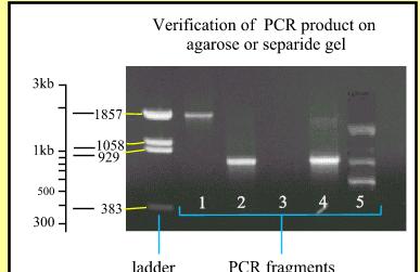 Verifica prodotti di PCR mediante elettroforesi di acidi nucleici Migrazione di ioni o molecole