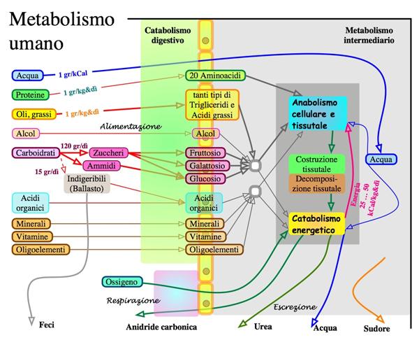 Il metaboloma rappresenta l'insieme di tutti i metaboliti di un organismo biologico, che sono i prodotti finali della sua espressione