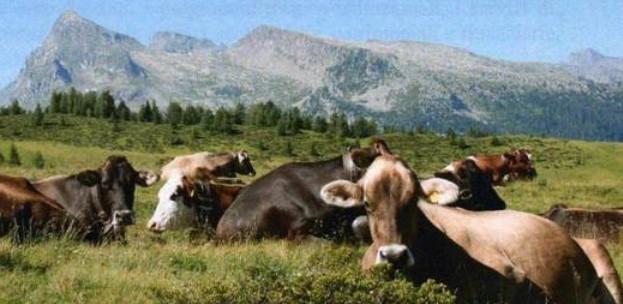 Bovine da fuori cantone