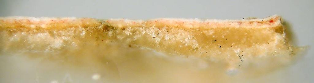 Stesura giallastra (~15 µm): biacca e poco giallo di piombo e stagno di tipo I. È presente un granulo isolato di minio. Legante oleoso e carbossilati.