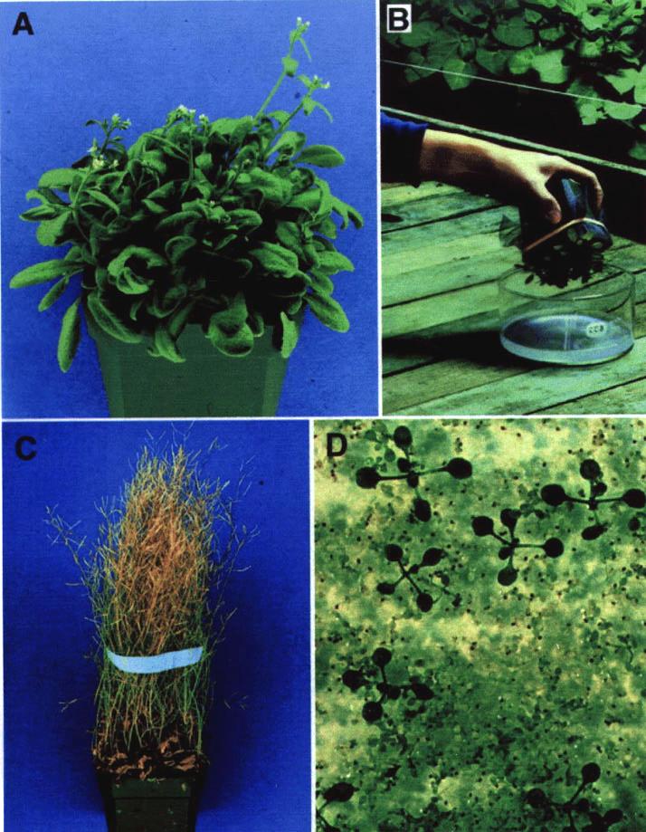 La trasformazione di Arabidopsis thaliana: