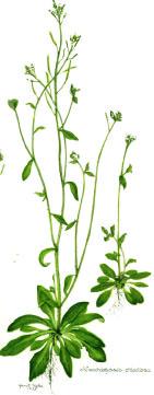 Arabidopsis thaliana pianta modello per la biologia molecolare