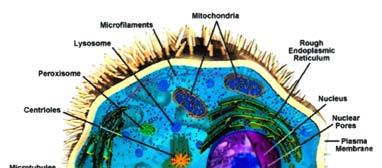 contenenti un nucleo circondato da una membrana e organelli.