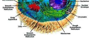 (piante e funghi) le cellule animali NON contengono una