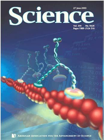 microtubuli Usano l energia dell idrolisi dell ATP Fibre del