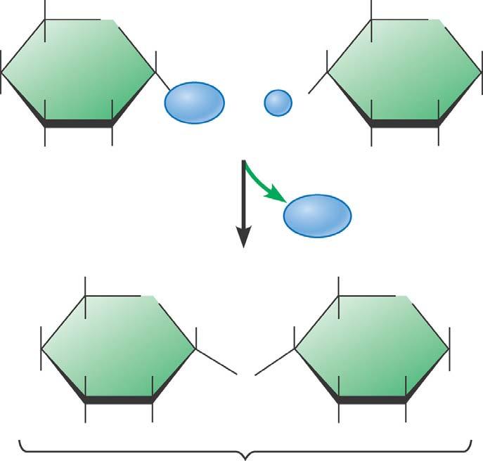 3.5 Le cellule legano tra loro singole unità di zuccheri per formare disaccaridi 2 2 Due monosaccaridi possono unirsi per