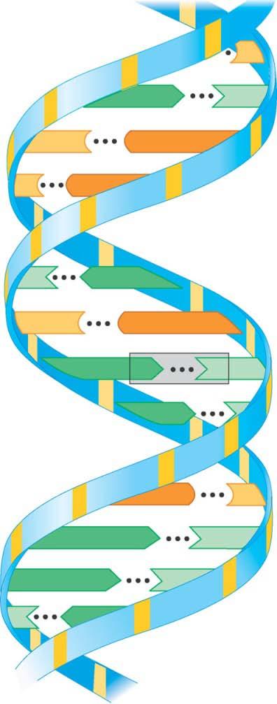 Il DNA è formato da due polinucleotidi avvolti uno sull altro in una doppia elica.