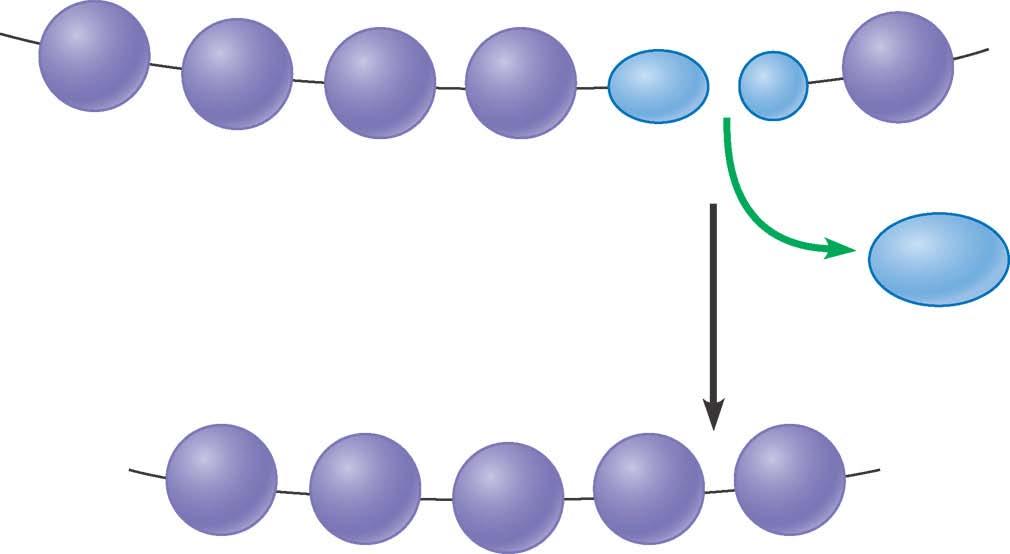 Le cellule costruiscono la maggior parte delle loro molecole più grandi unendo molecole organiche più piccole in catene chiamate polimeri.