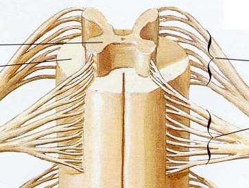 Nell ambito del midollo spinale si riconoscono 2 componenti: Una sostanza bianca, all esterno Una sostanza grigia, all interno