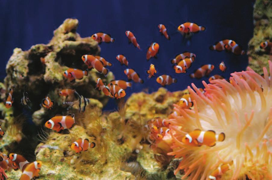 Destinazione paradiso. Il deserto color ocra che si tuffa nel blu intenso del mare: un acquario a cielo aperto.