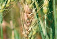 Principali avversità del grano nella fase di spigatura Malattie fungine LA PROTEZIONE DEL GRANO NELLA DELICATA FASE DELLA SPIGATURA La fase della spigatura rappresenta un momento cruciale per
