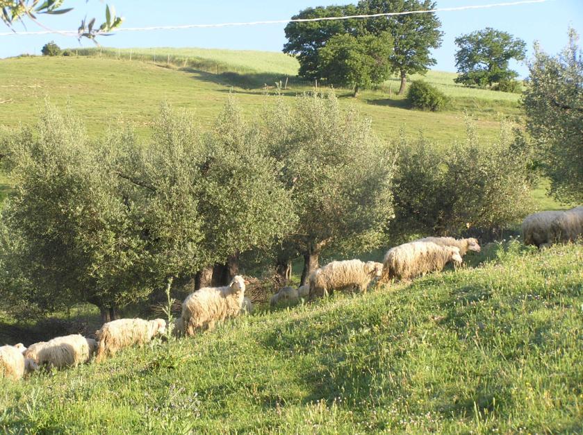 mg MDA/g fat Le pecore sarde quando inserite in un oliveto tradizionale, contribuiscono al controllo e mantenimento della fittezza del cotico erboso riducendo il rischio di erosione del suolo,