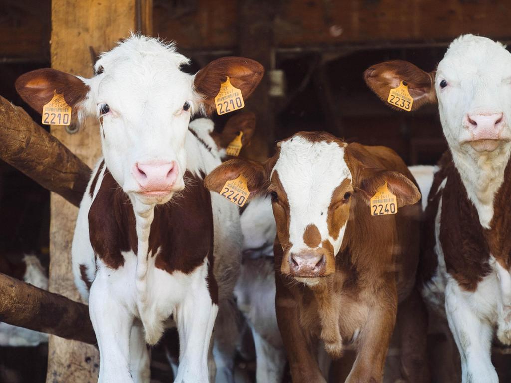 Valorizzare reflui zootecnici, scarti di produzione agricola e