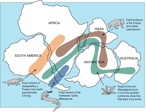 Nel suo libro Wegener riunisce gli argomenti a sostegno della deriva dei continenti nei seguenti gruppi Argomenti paleontologici Il citato ritrovamento in continenti lontani di fossili terrestri