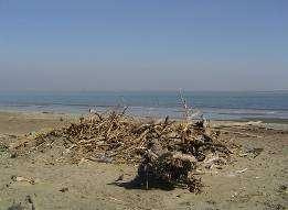 all erosione. Riduzione delle perdite - Gestione dei sedimenti di spiaggia Operazioni di pulizia delle spiagge (RP-1.