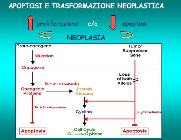 anormali che non possono essere adeguatamente