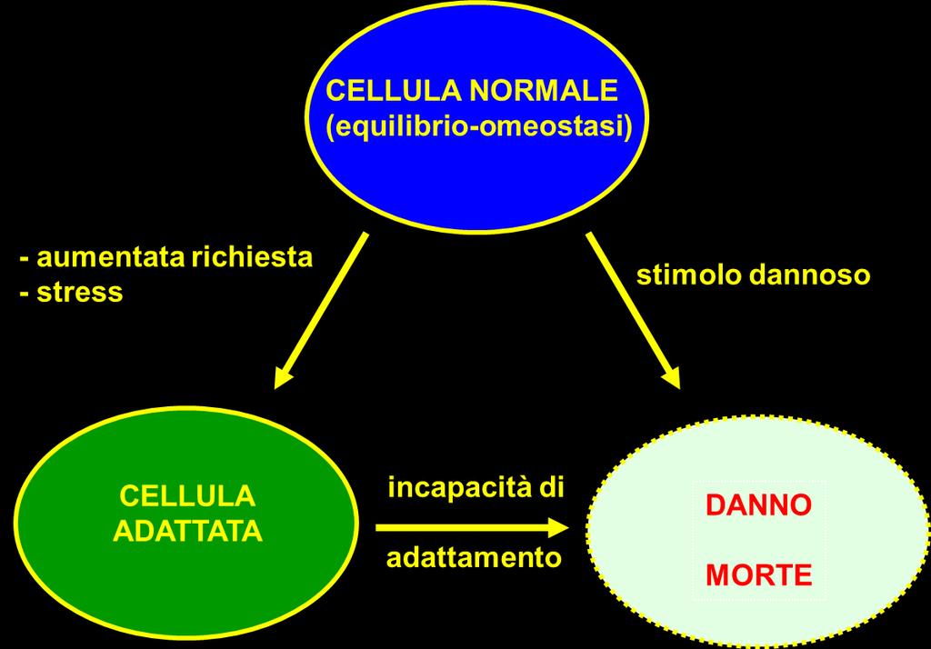 CITOTOSSICITA Citotossici sono gli