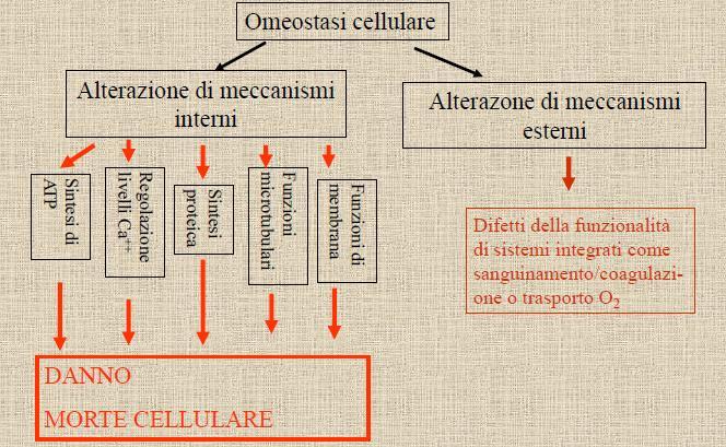 RUOLO DELLA MOLECOLA