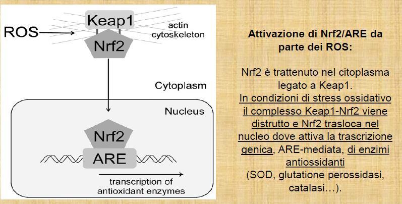 I ROS PROMUOVONO L ESPRESSIONE DI GENI CHE SINTETIZZANO MOLECOLE AD AZIONE ANTIOSSIDANTE Il fattore di trascrizione nucleare eritroide-2 (Nrf2) è un fattore di trascrizione che regola l espressione