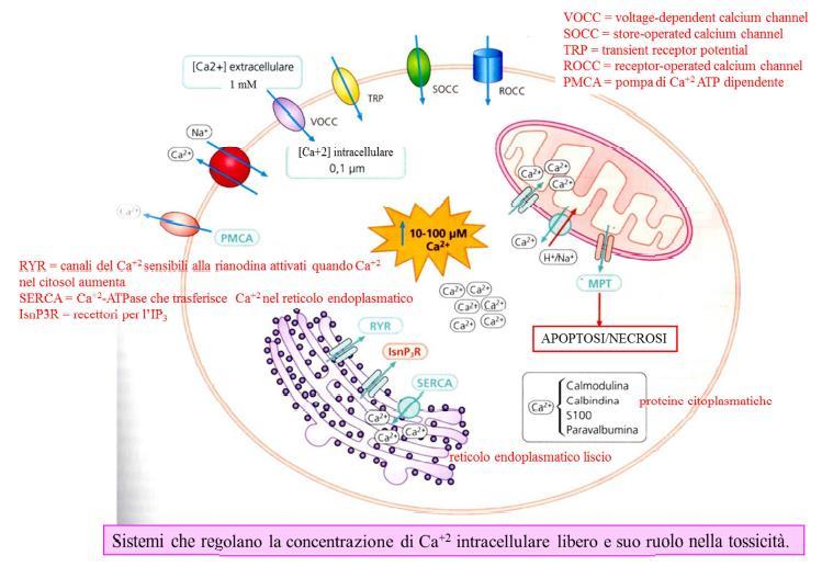 SISTEMI CHE REGOLANO LA CONCENTRAZIONE DI Ca2+