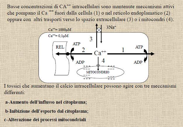 ALTERAZIONE DELL