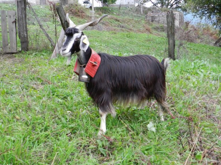 dell Associazione o un semplice sostegno a iniziative di conservazione svolte da altre associazioni, come nel caso della pecora Ciuta in Lombardia e del suino nero delle Alpi in Alto Adige.