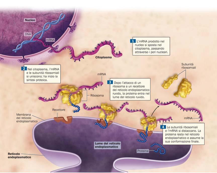 I ribosomi sono la sede della sintesi proteica 30 Sylvia S.