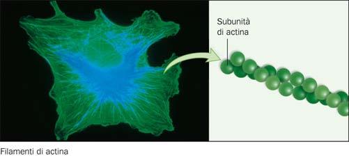 I filamenti di actina Questi filamenti sono disposti in fasci o a reticella e svolgono un ruolo strutturale di fondamentale importanza.