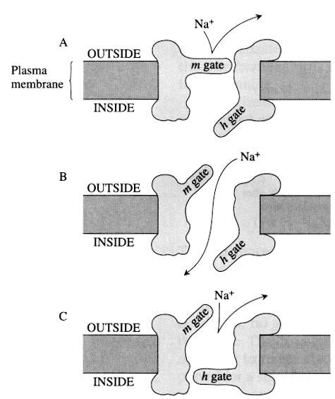 Le barriere di ingresso ai canali del potassio, denominate n, rispondono lentamente alla