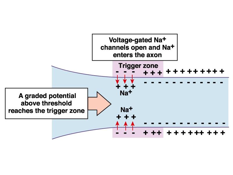 PROPAGAZIONE DEL POTENZIALE D AZIONE LUNGO L ASSONE Un potenziale graduato soprasoglia raggiunge la zona trigger.