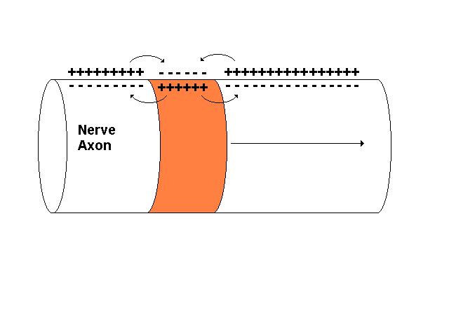 La conduzione dell impulso nervoso lungo la fibra nervosa può essere visto come un