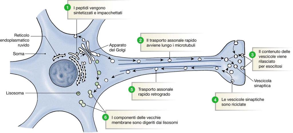 Trasporto assonale Lento, flusso assoplasmatico v=