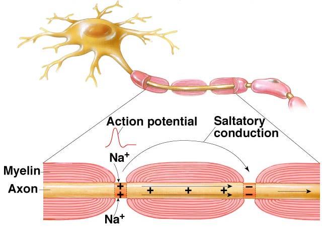 Nella fibra mielinica, la depolarizzazione in un nodo di Ranvier quando esso si trova al picco del potenziale d azione si trasmette al nodo adiacente depolarizzando la membrana sopra soglia e facendo