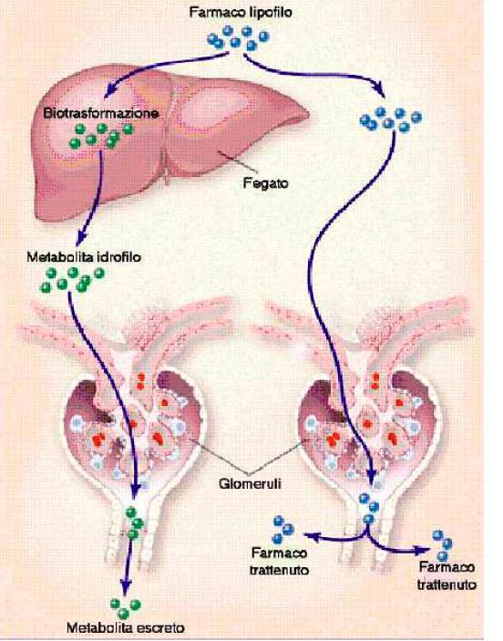 Il farmaco lipofilo se non venisse metabolizzato dal fegato, arrivato al livello del rene, proprio perché lungo il nefrone ed il lume del nefrone abbiamo urina, un farmaco lipofilo viene riassorbito