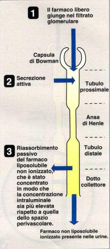 farmaci, possono lasciare il glomerulo, si portano a livello del tubulo prossimale e vengono attivamente secreti.