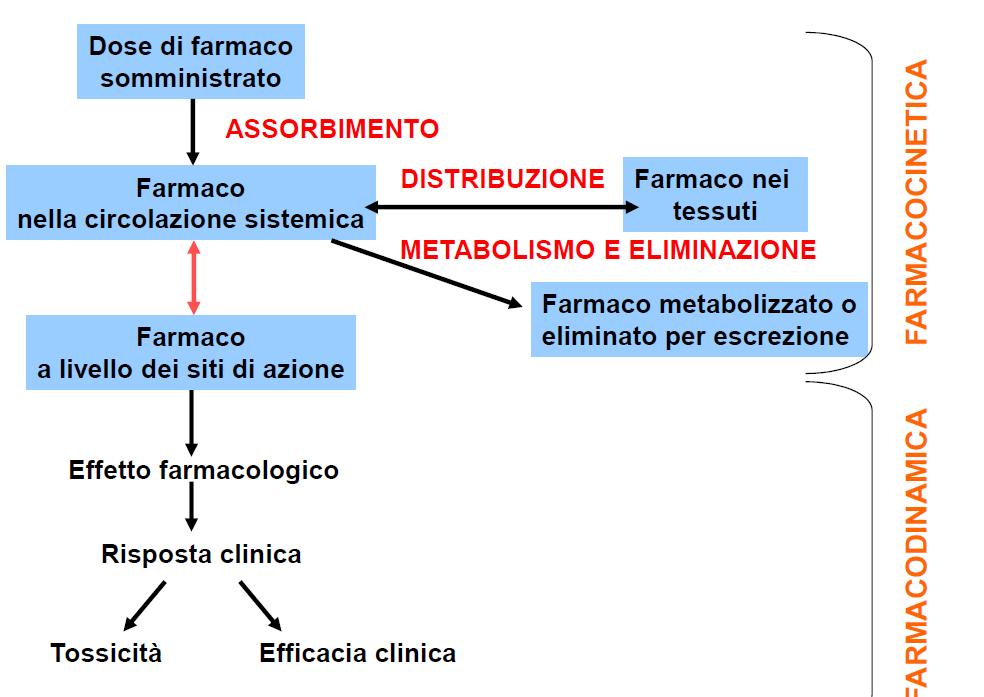 Il farmaco oltre a fare tutto ciò arriva dove deve arrivare, ad esempio all ipotalamo e fa ridurre la temperatura, arriva al sito d azione, ma in questa fase parliamo di farmacocinetica mentre quando