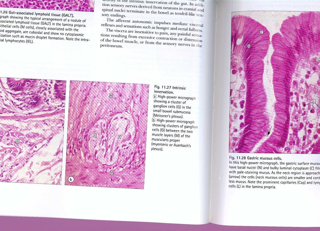 Stomaco: ghiandole del fondo Nel fondo predominano le cellule