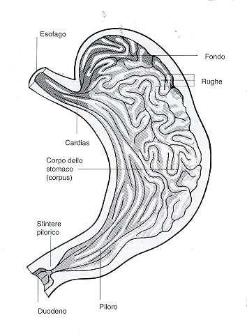 Stomaco dei MONOGASTRICI Piccole aliquote di chimo vengono