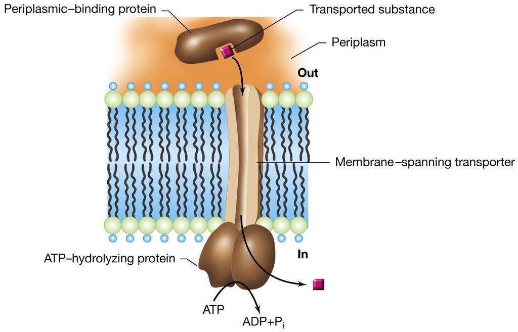 Meccanismo di un trasportatore di tipo ATP-binding cassette In E.